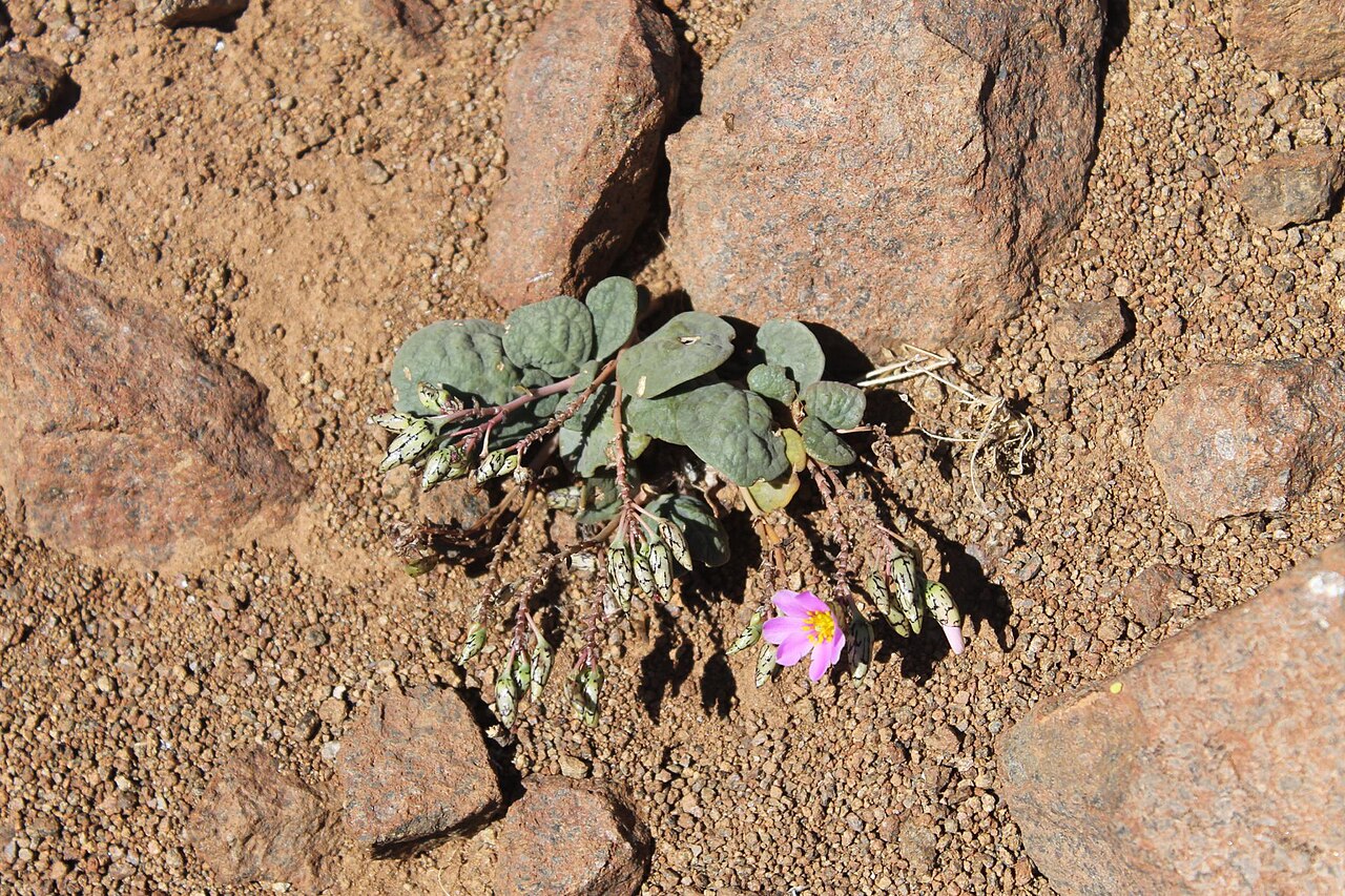 Cistanthe frigida