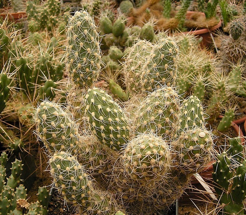 Cumulopuntia corotilla