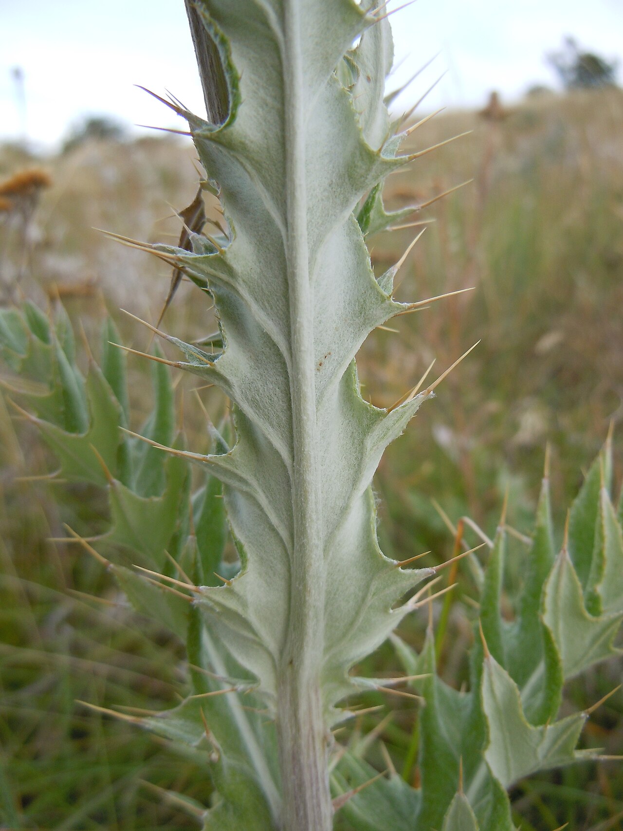 Cirsium undulatum