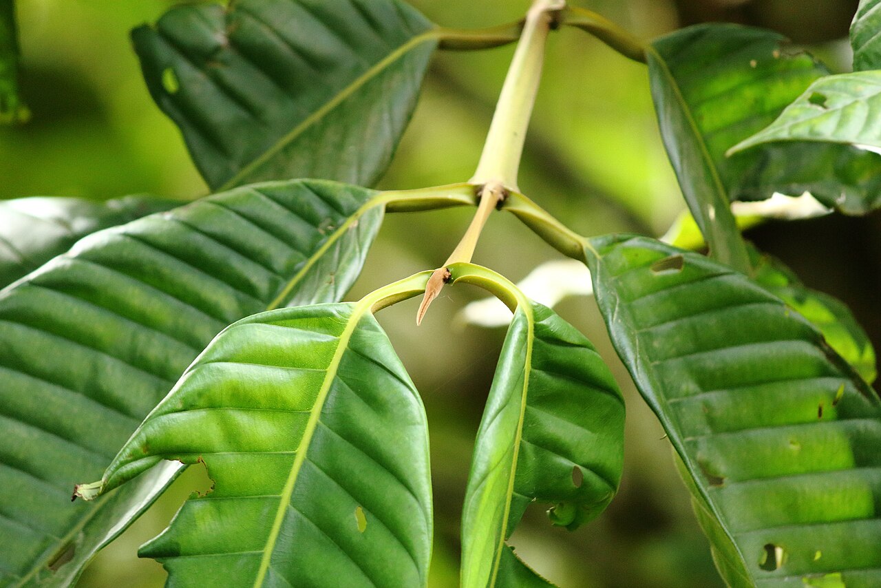 Marila grandiflora