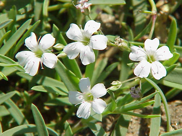 Gypsophila repens