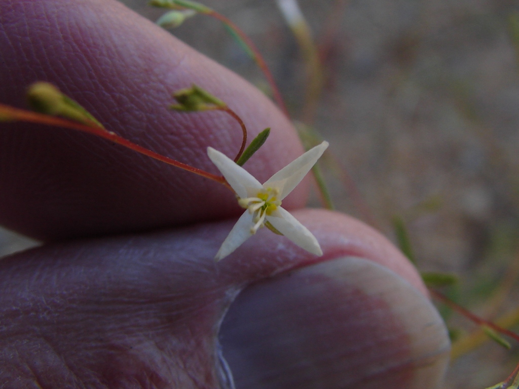 Gayophytum diffusum