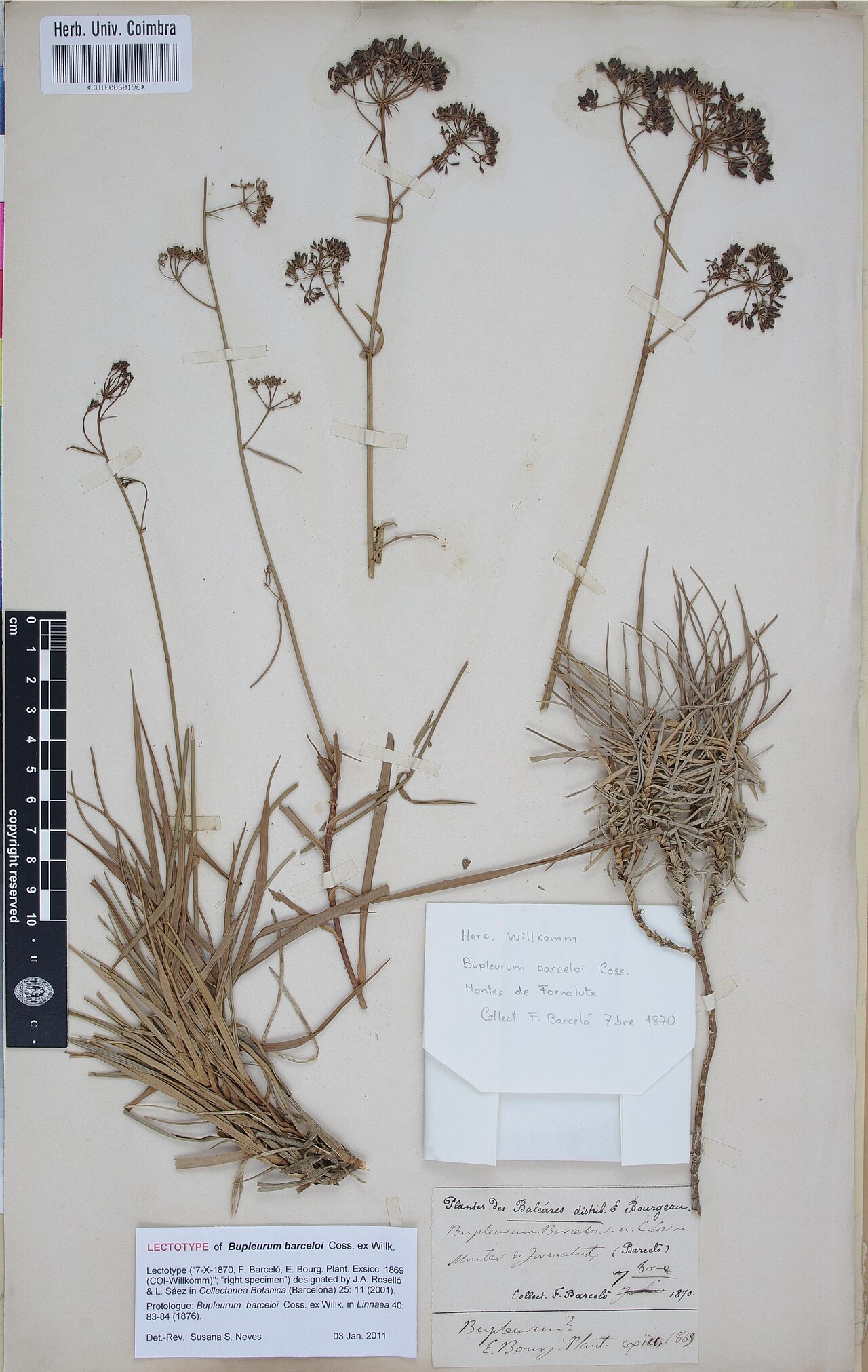 Bupleurum barceloi