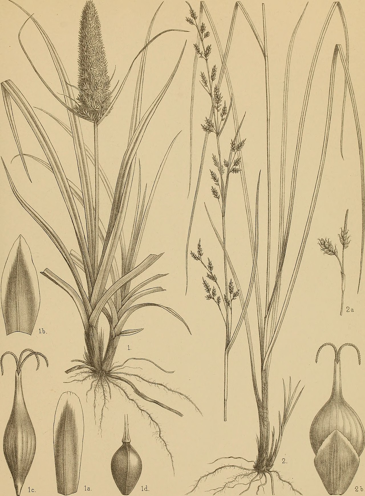 Carex satsumensis