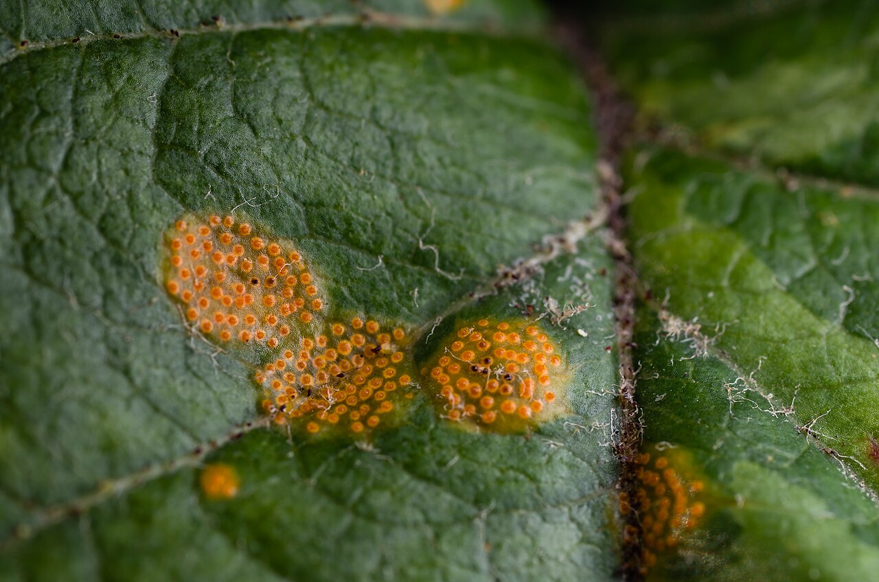 Gymnosporangium juniperi-virginianae