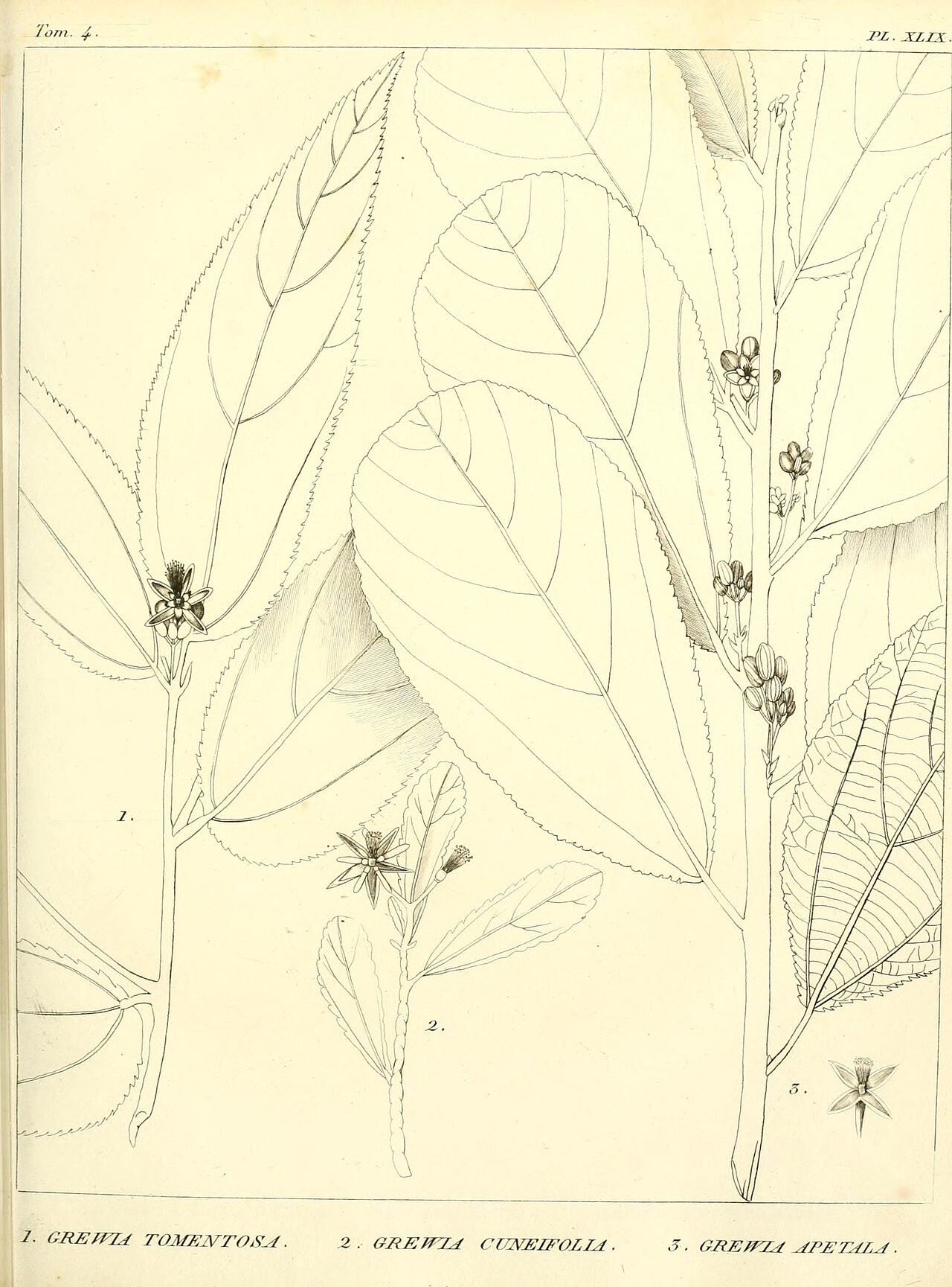 Grewia apetala