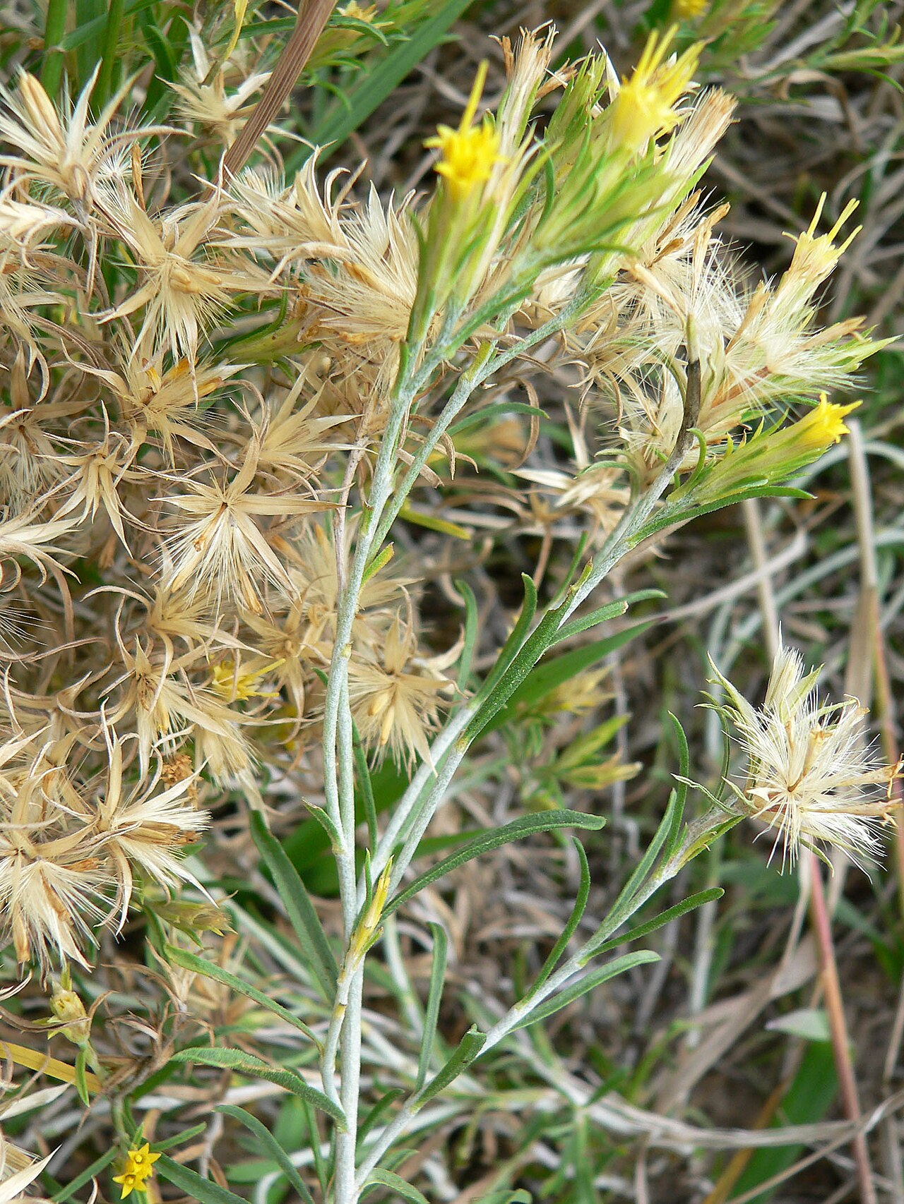 Ericameria parryi