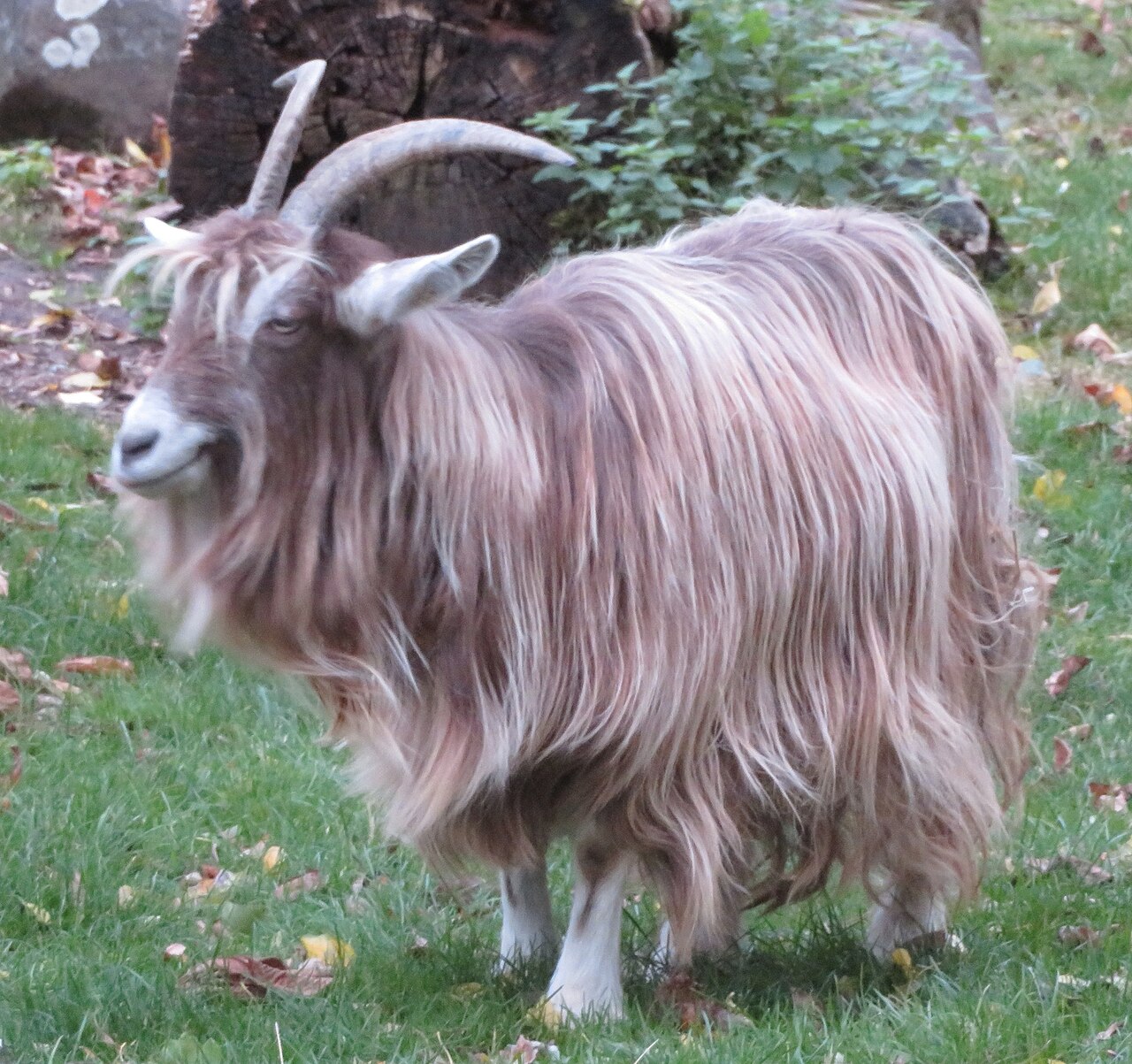 Sempione