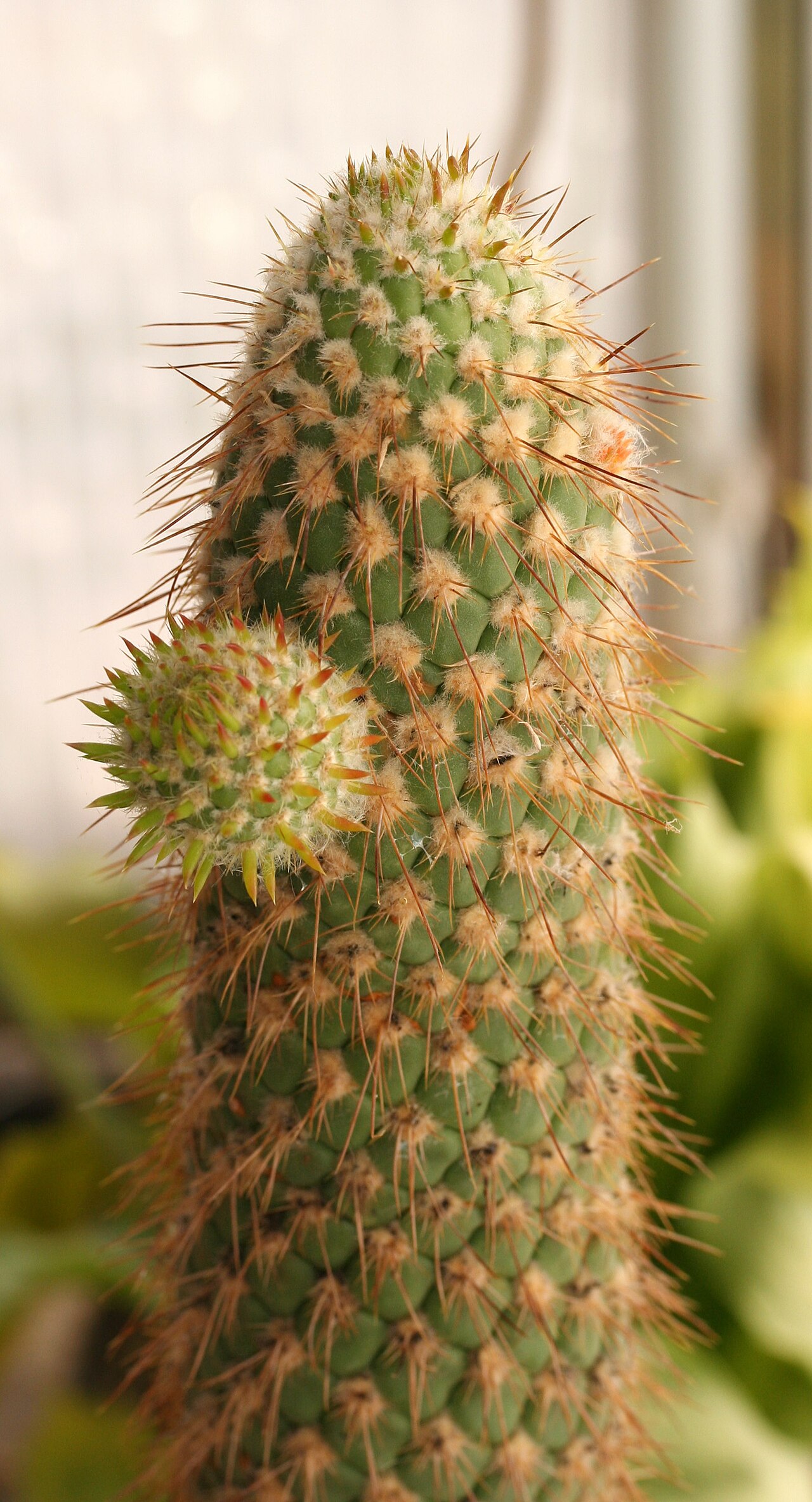 Austrocylindropuntia pachypus