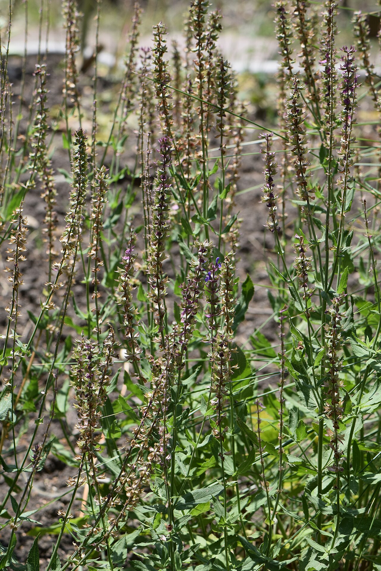 Salvia przewalskii