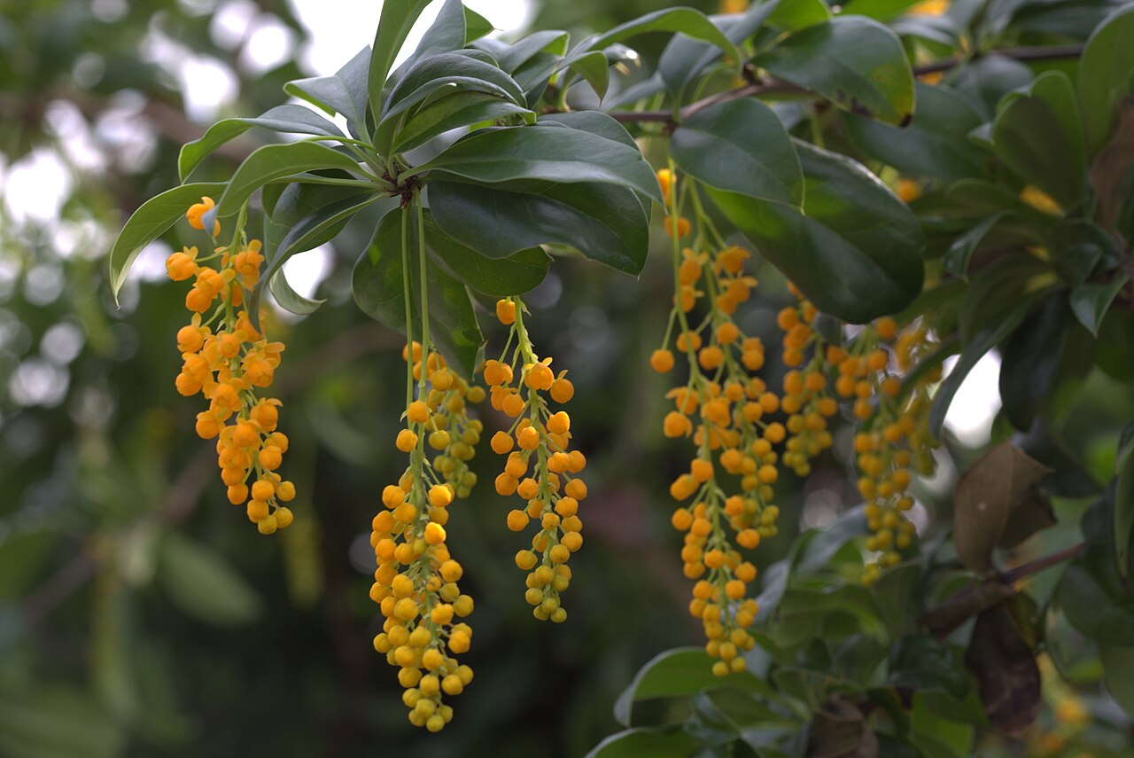 Berberis valdiviana