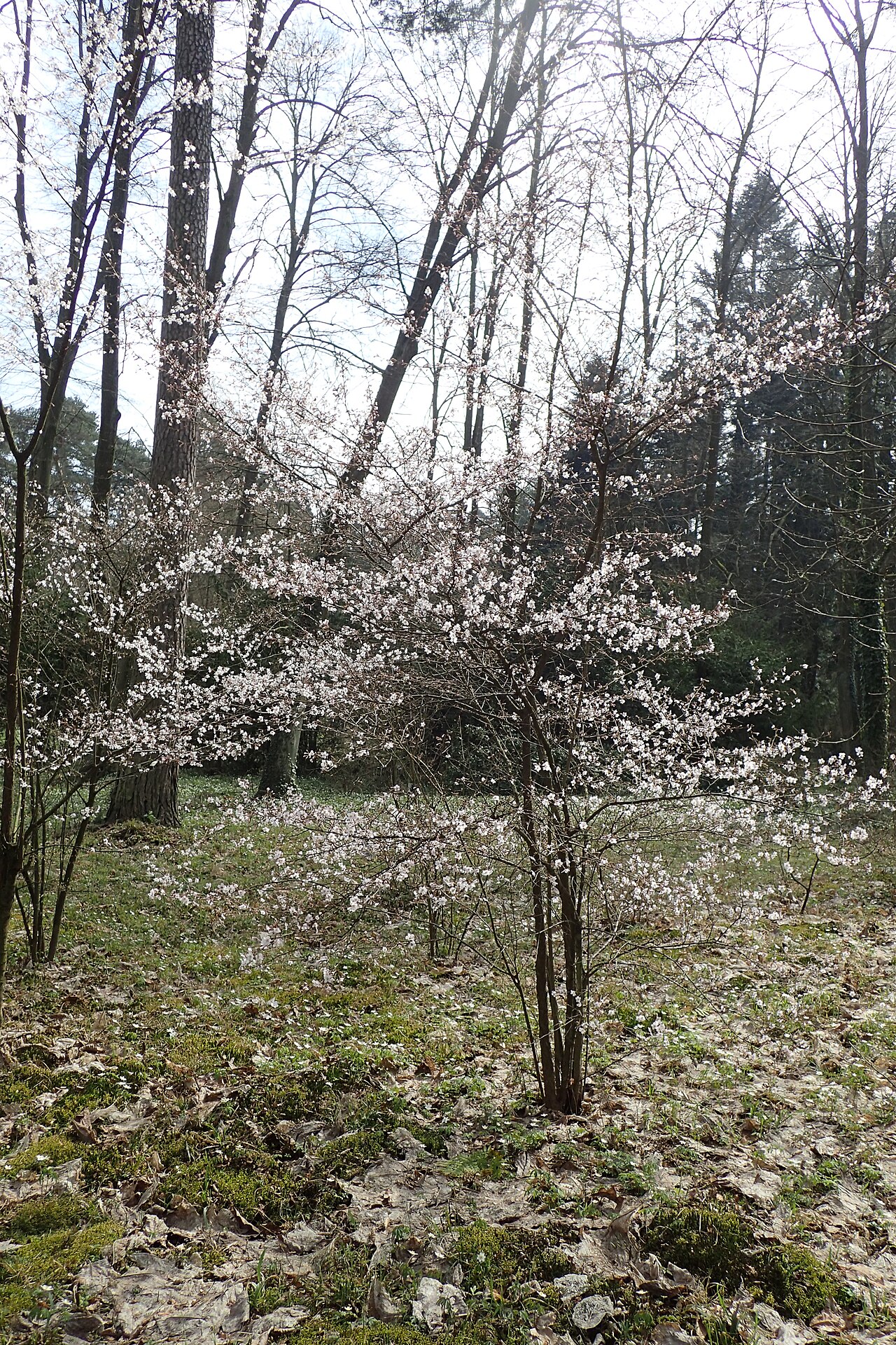 Prunus incisa