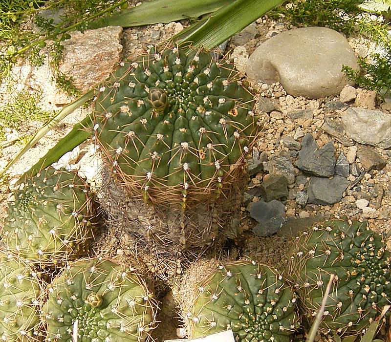 Gymnocalycium capillense