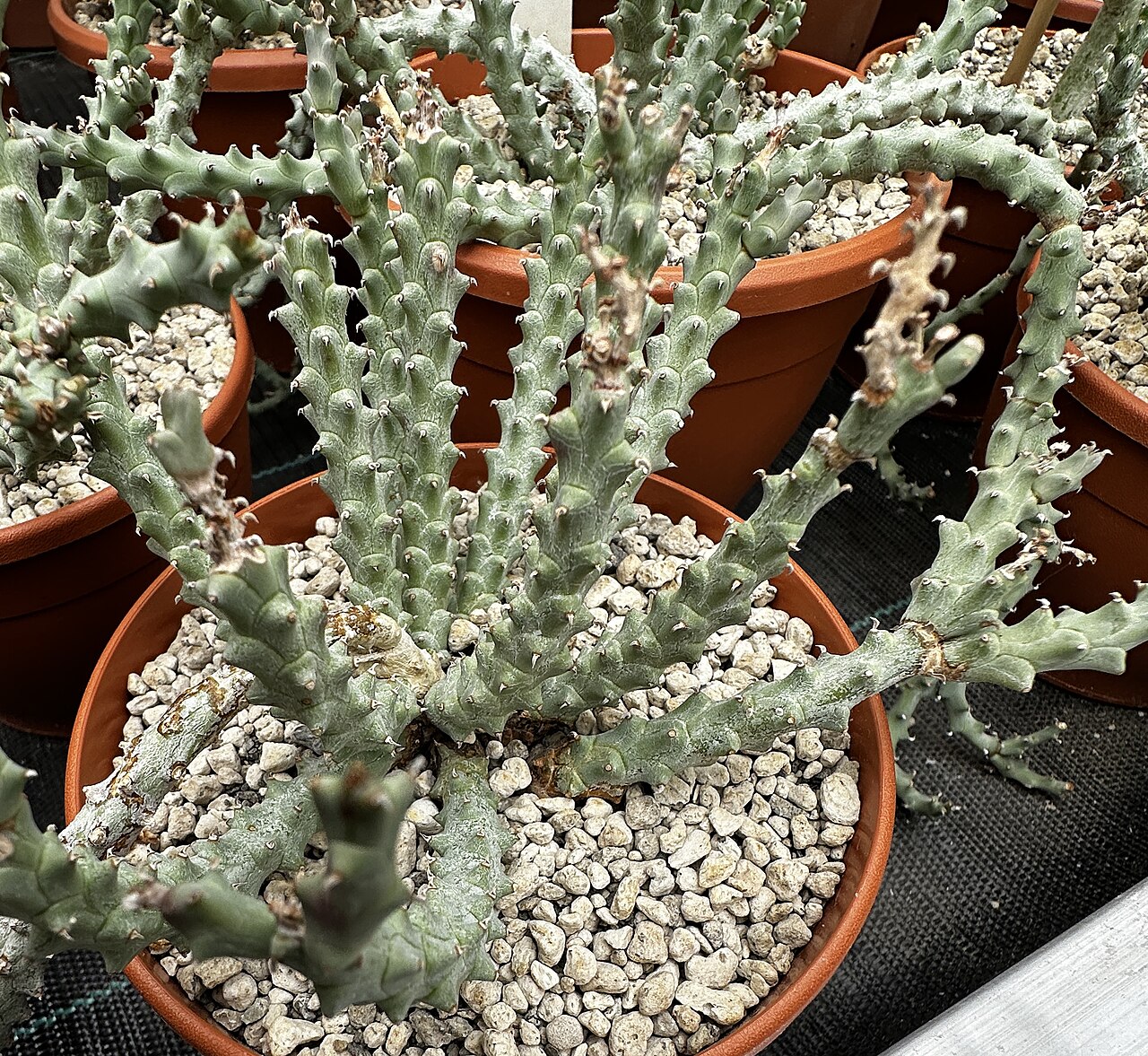 Euphorbia namuskluftensis