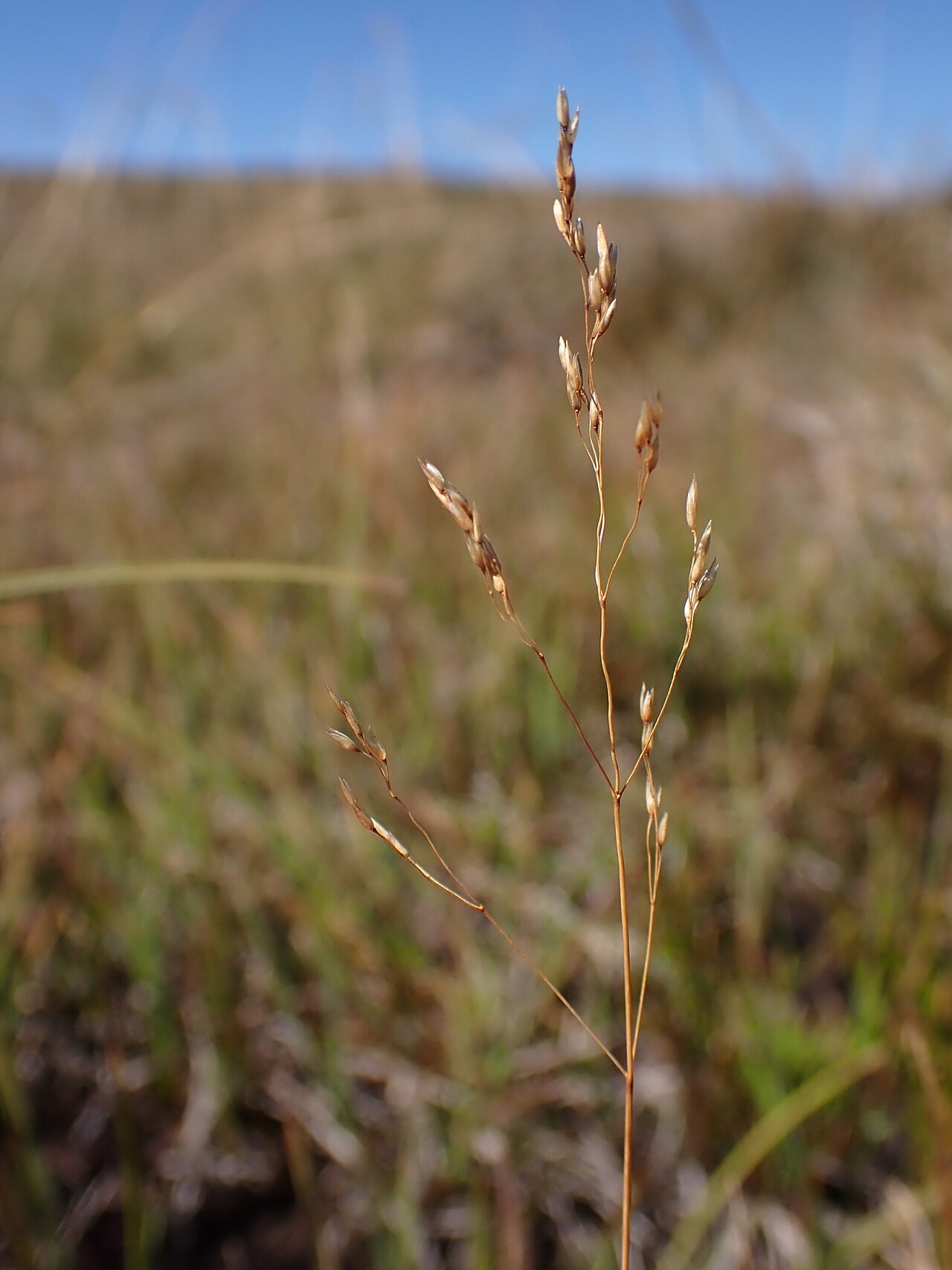 Agrostis media