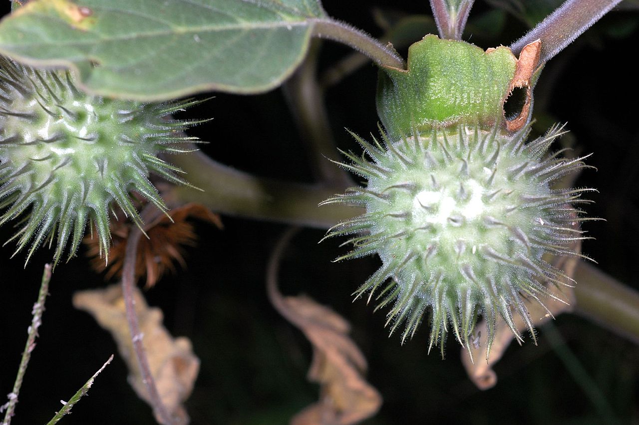 Datura wrightii