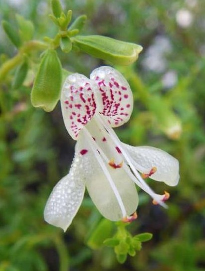 Dicerandra frutescens