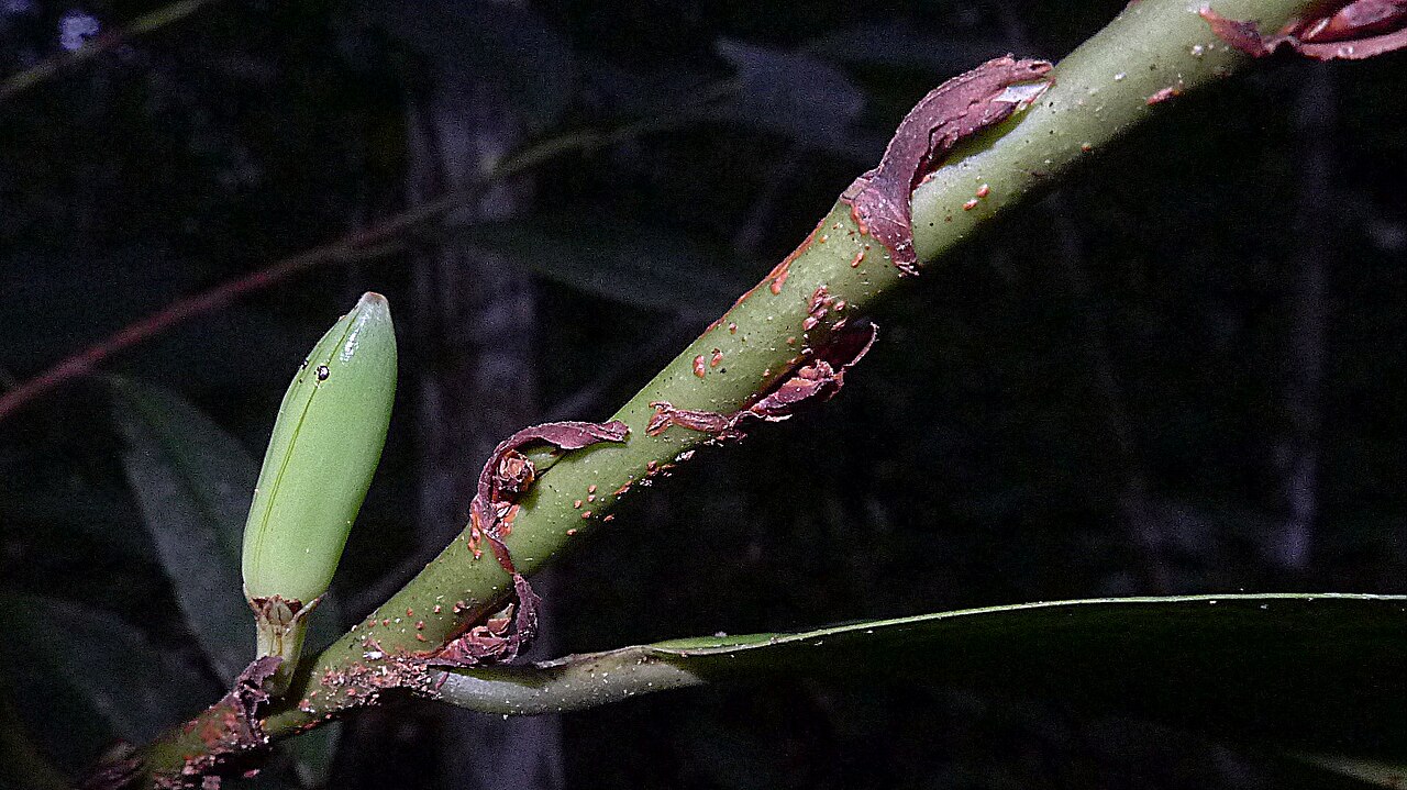 Erythroxylum martii