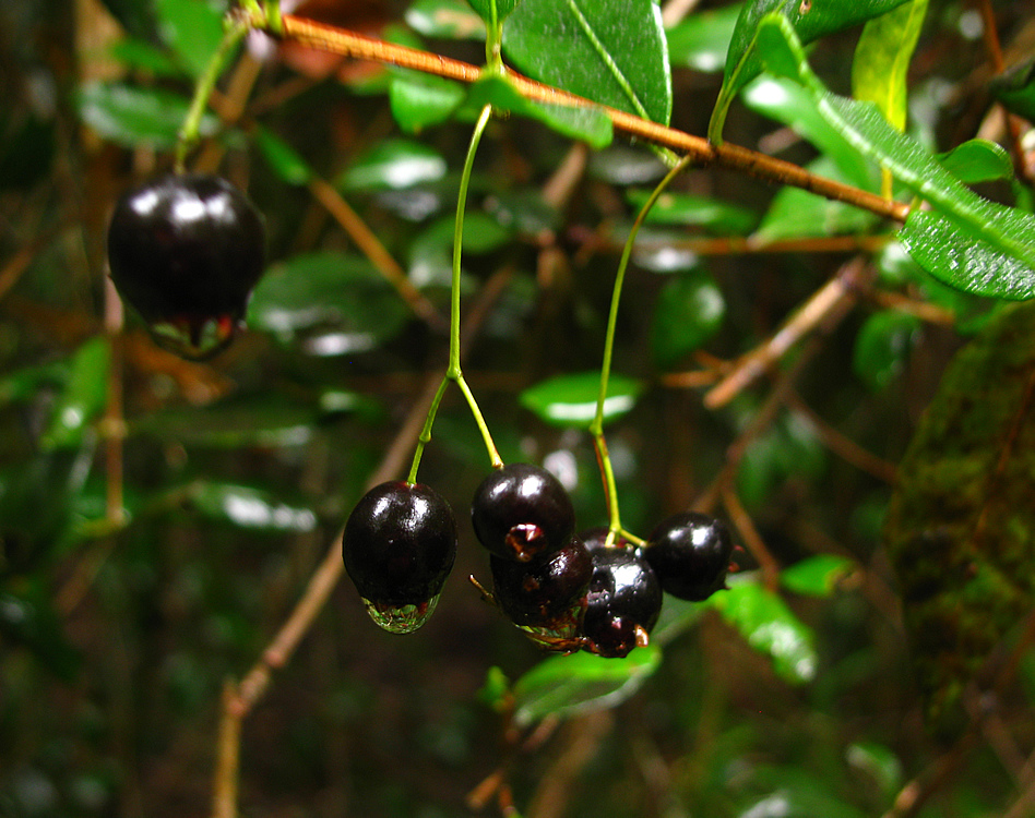 Blepharocalyx cruckshanksii