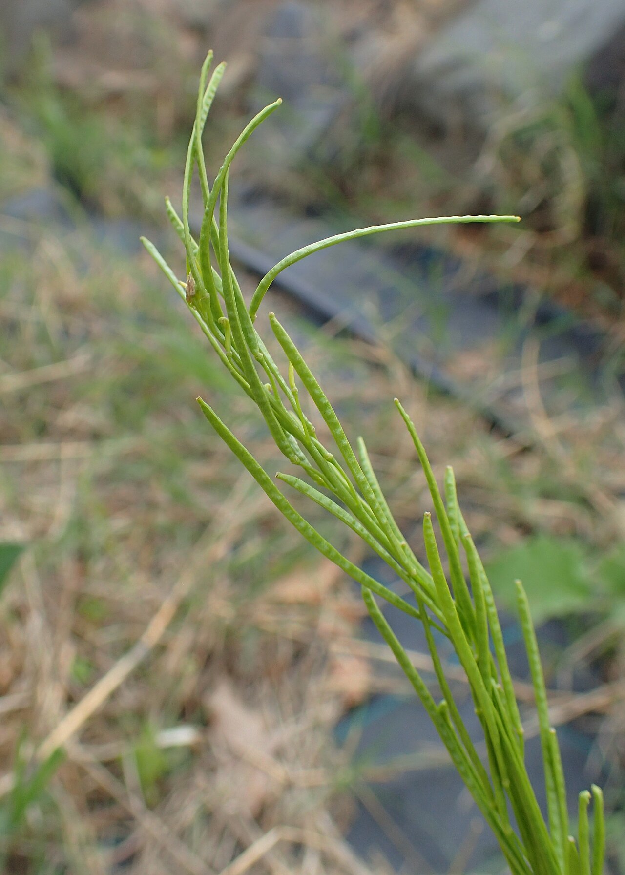 Arabis sudetica