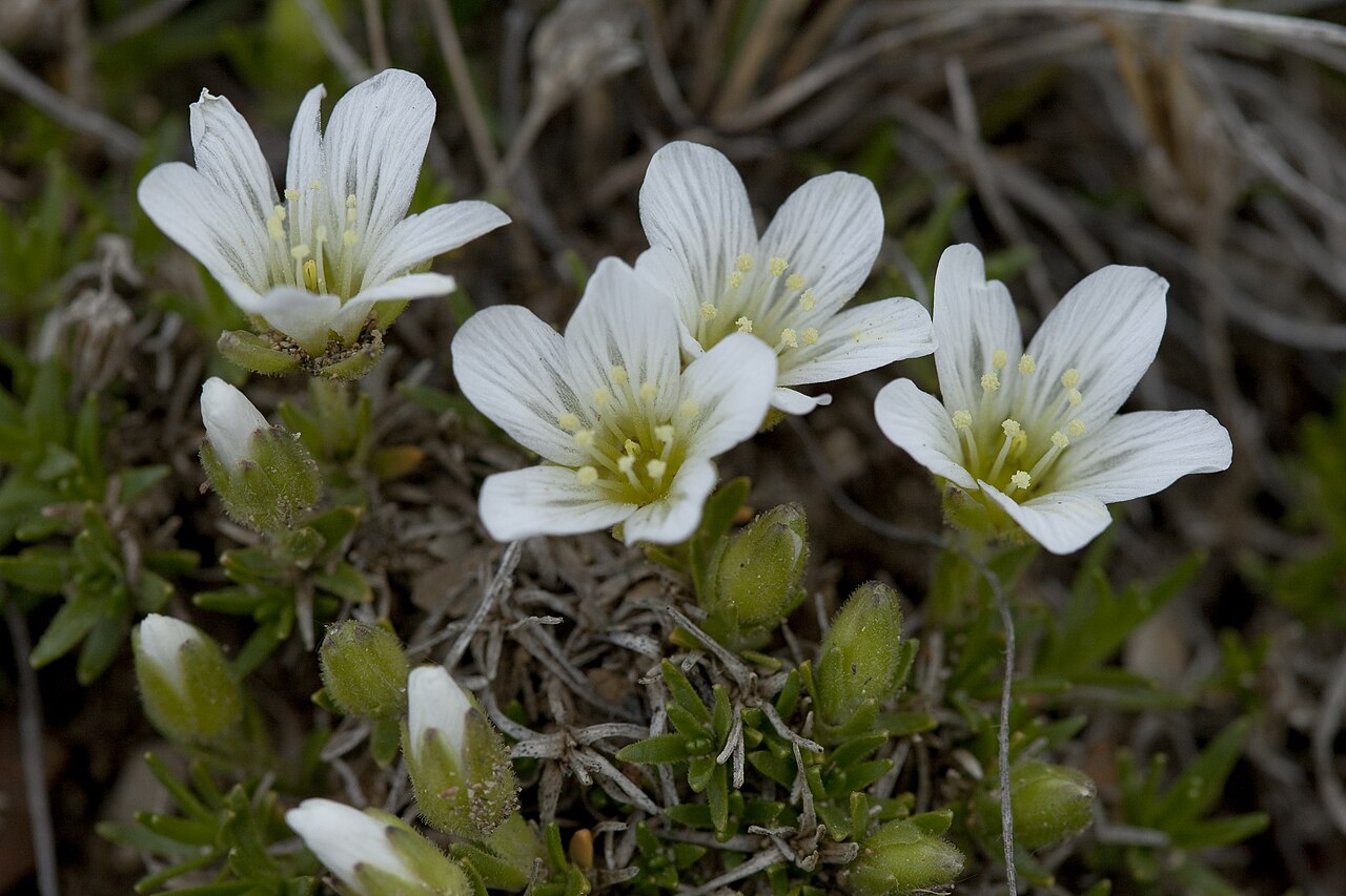 Pseudocherleria macrocarpa