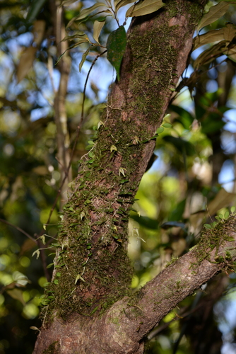 Bulbophyllum aureolabellum