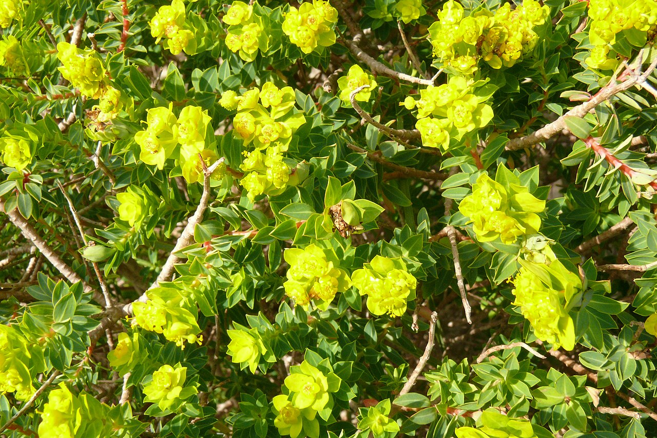Euphorbia melitensis