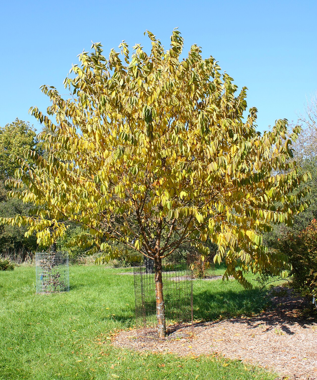Korean cherry