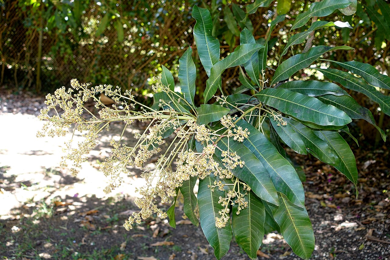 Mangifera zeylanica