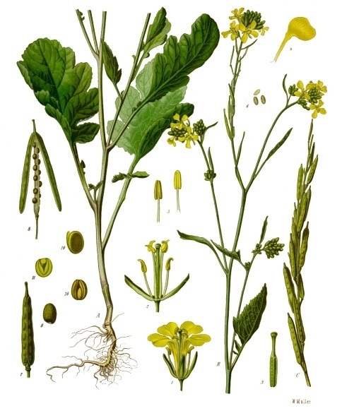 Sinapis nigra