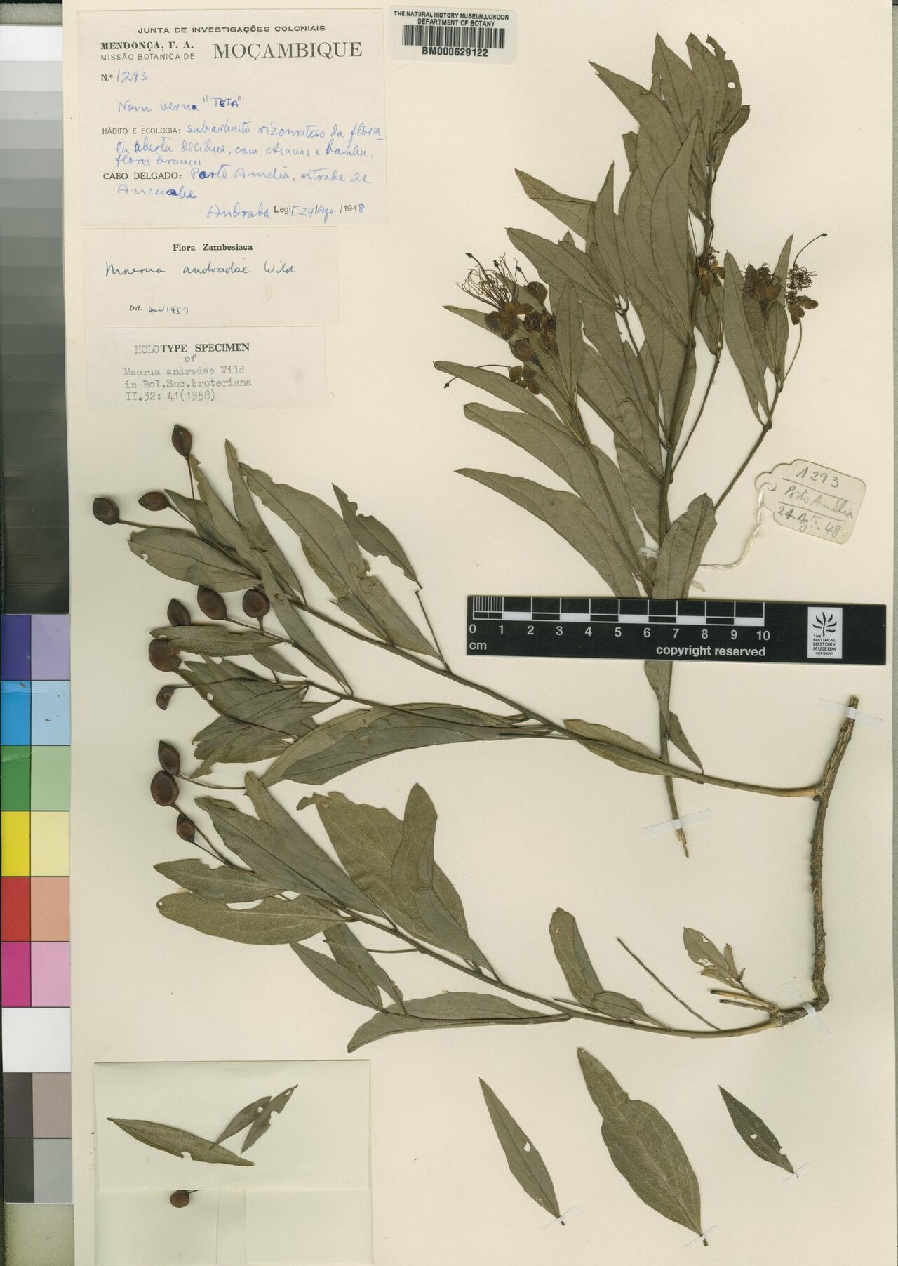 Maerua andradae