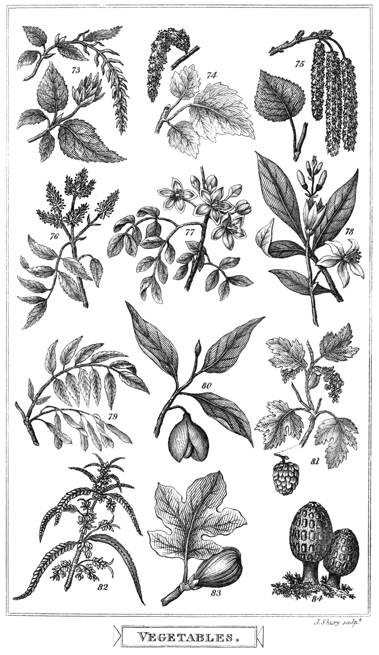 Ficus amara