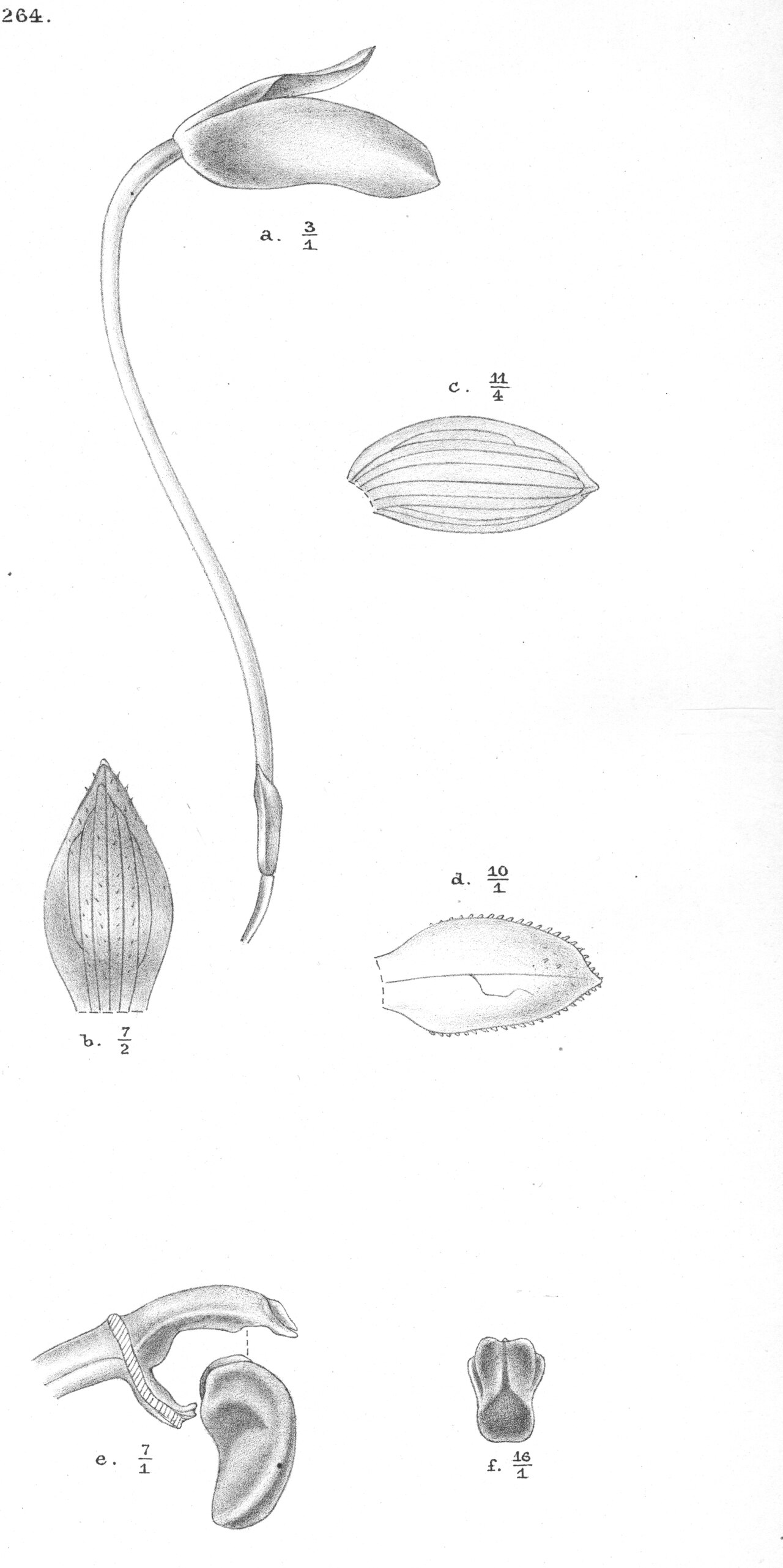 Bulbophyllum conspersum