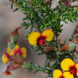 Dillwynia phylicoides