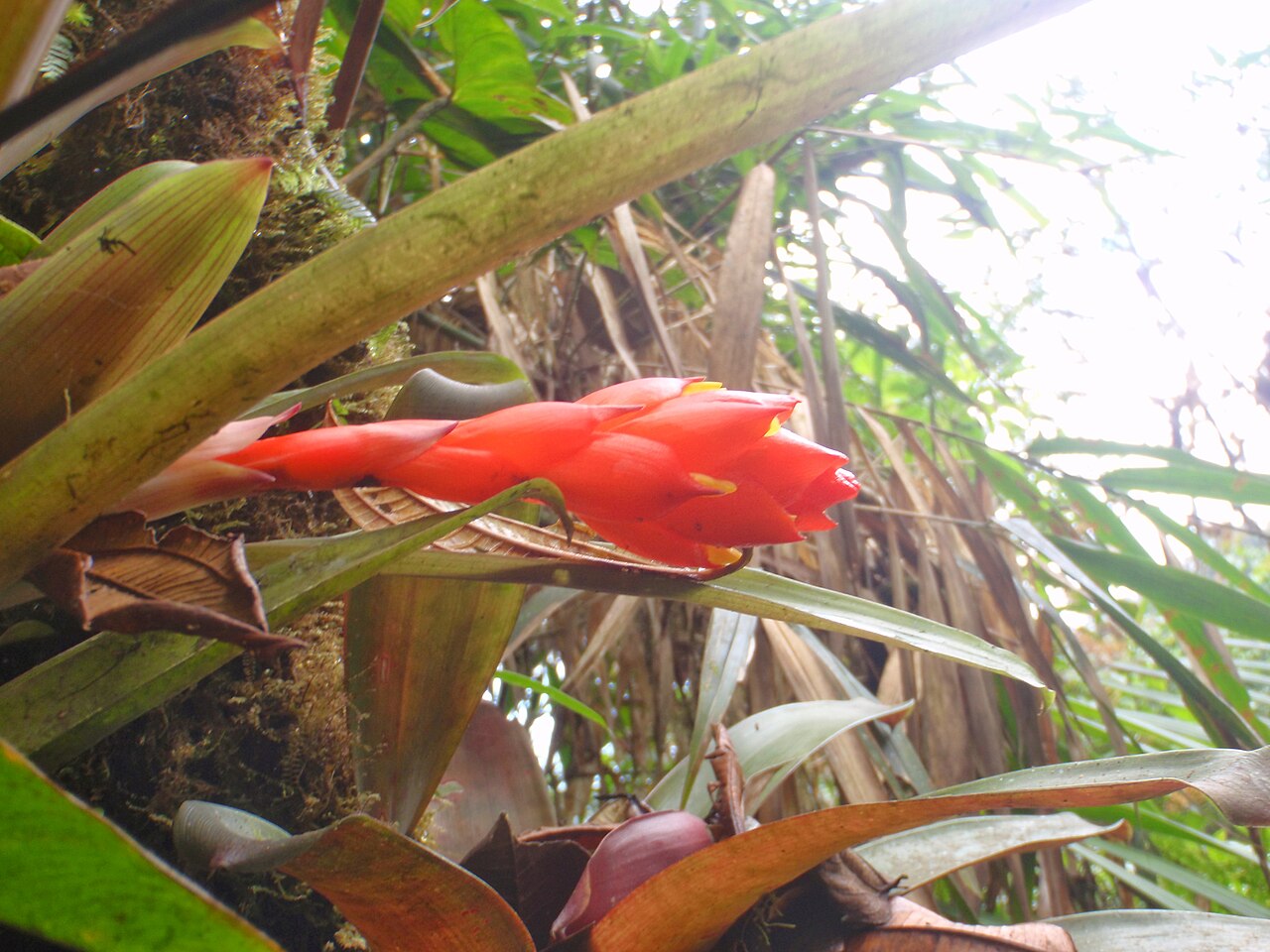 Guzmania jaramilloi