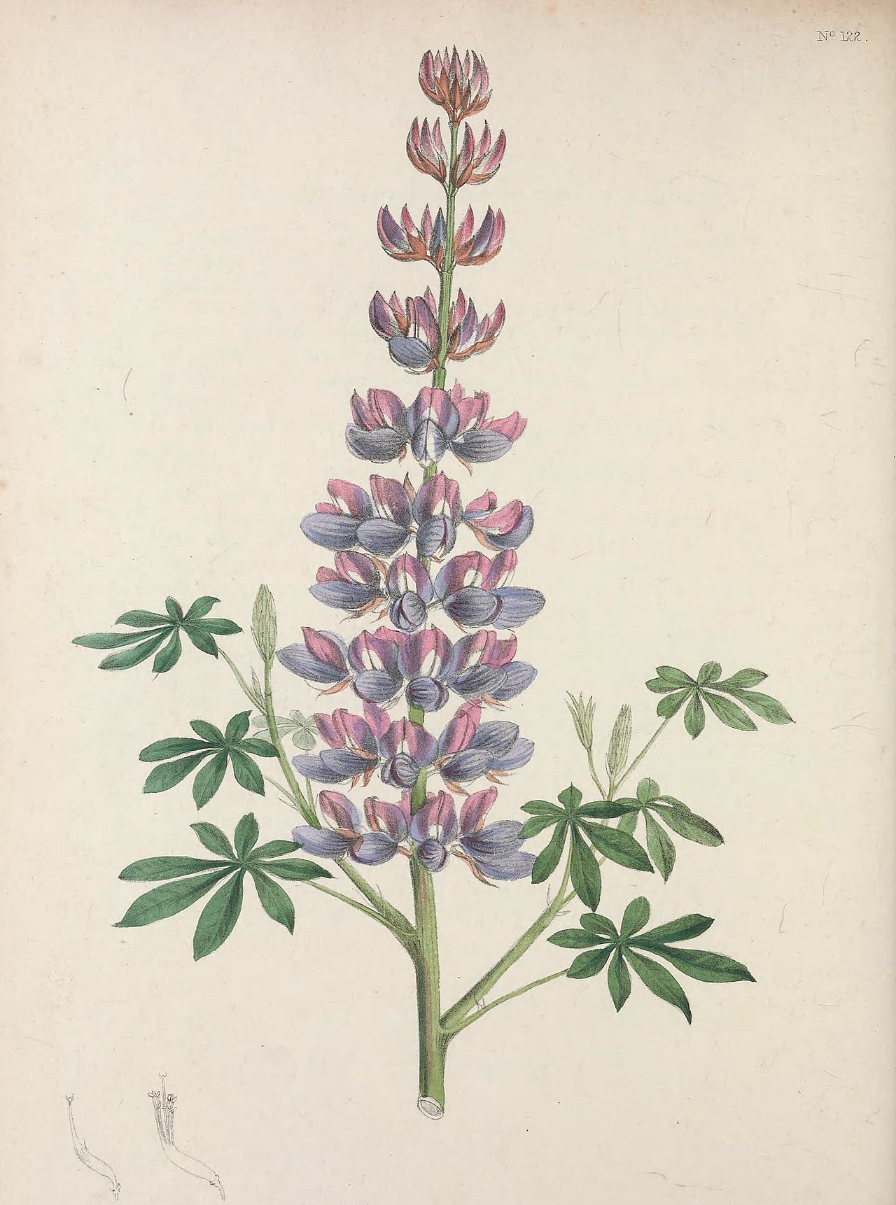 Lupinus barkeri