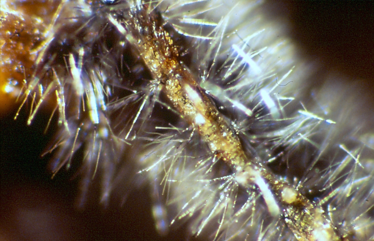Cercospora zebrina