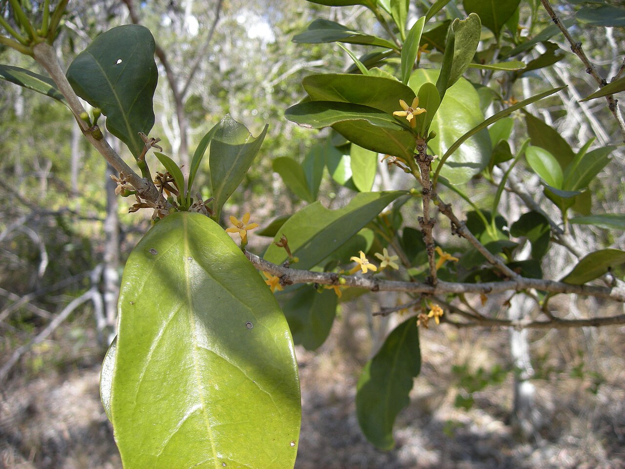 Cyclophyllum