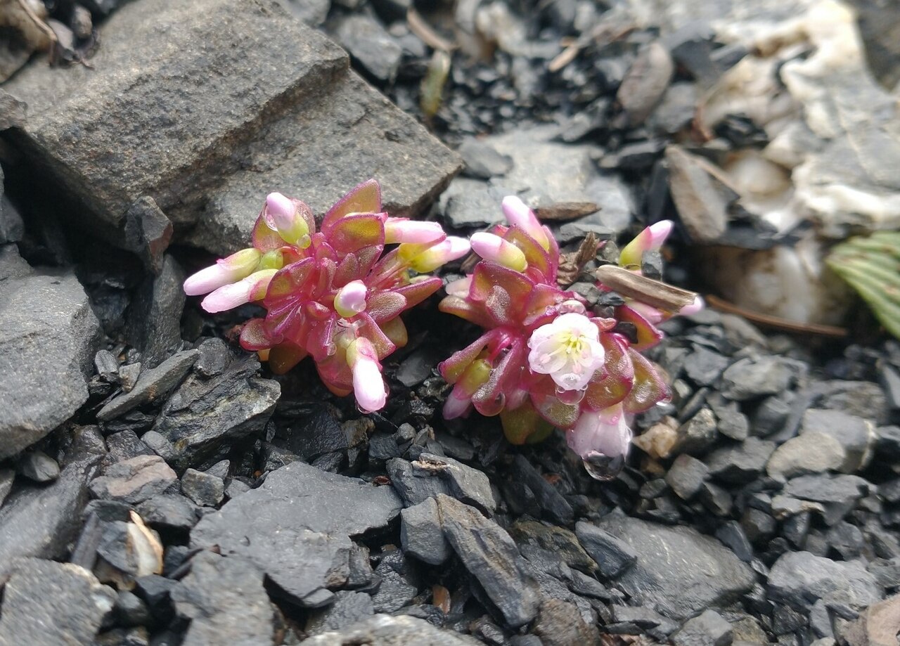 Claytonia saxosa