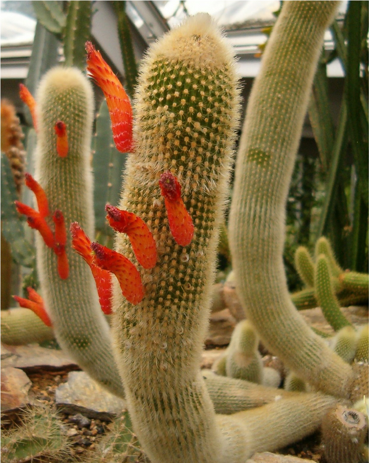 Cleistocactus vulpis-cauda