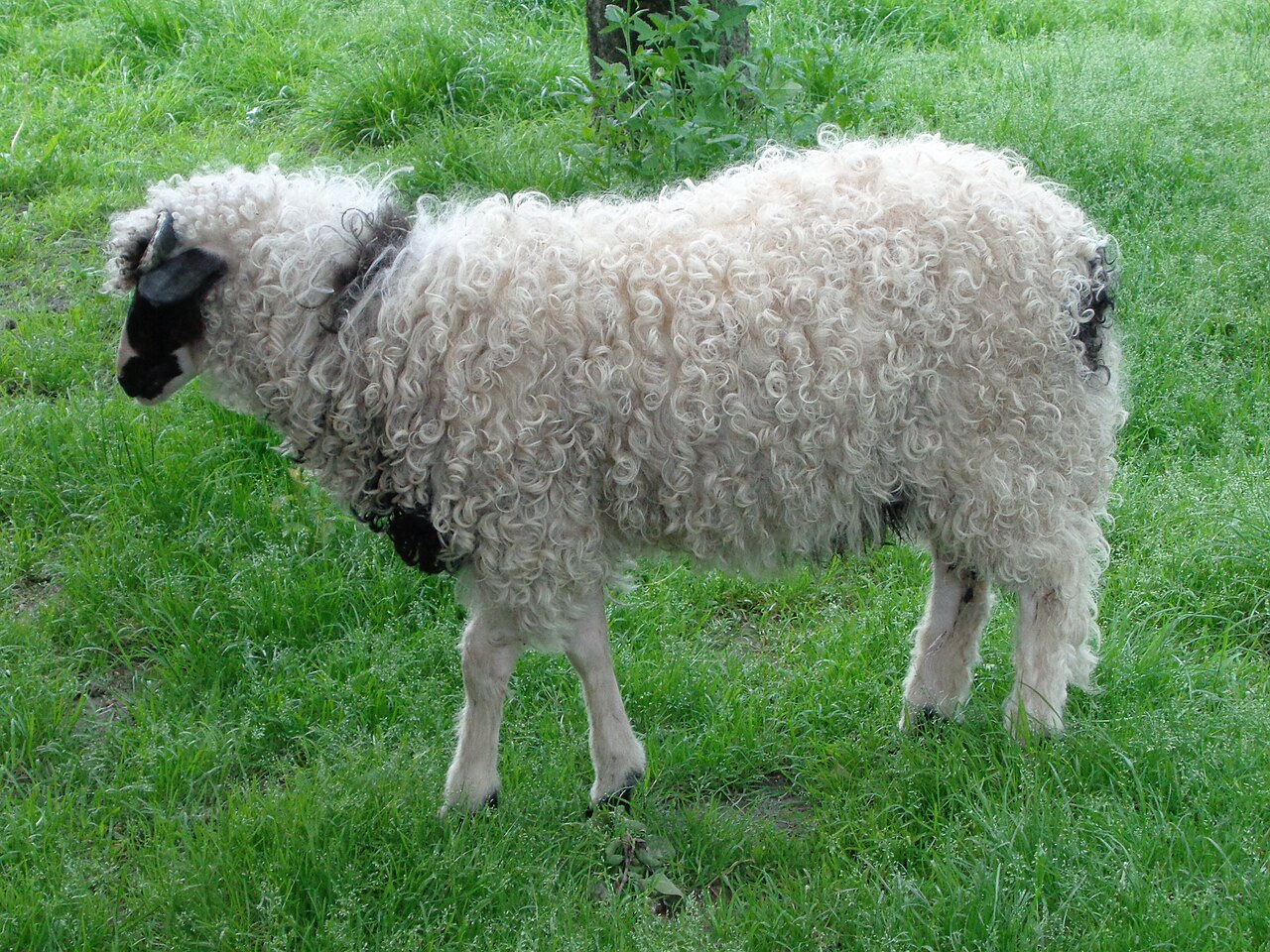 Lika sheep