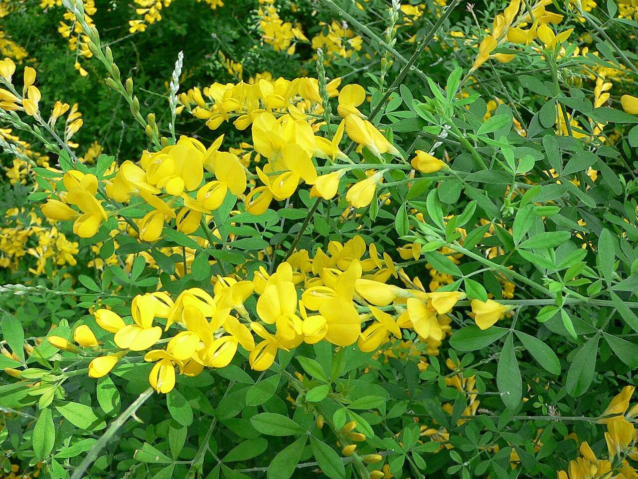 Genista ×spachiana