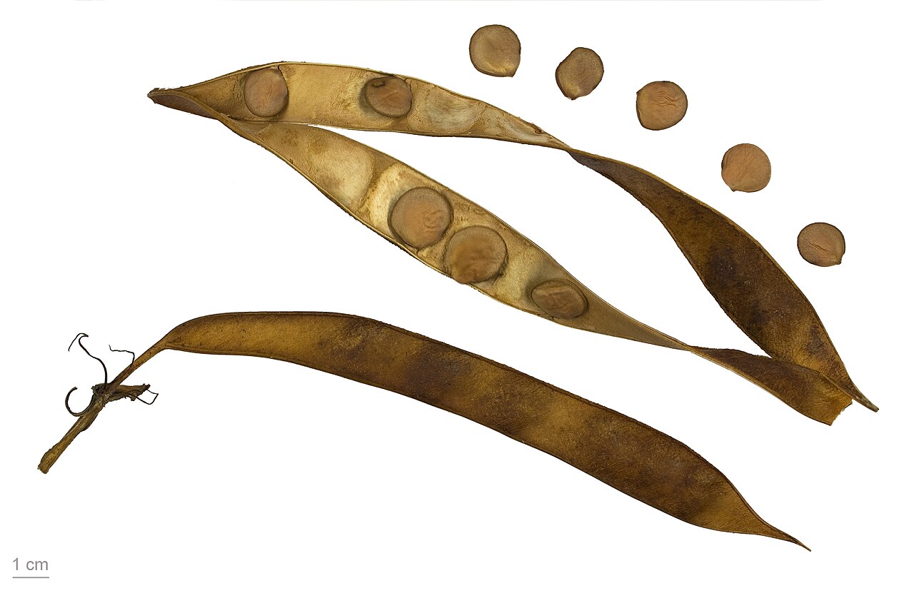 Bauhinia variegata