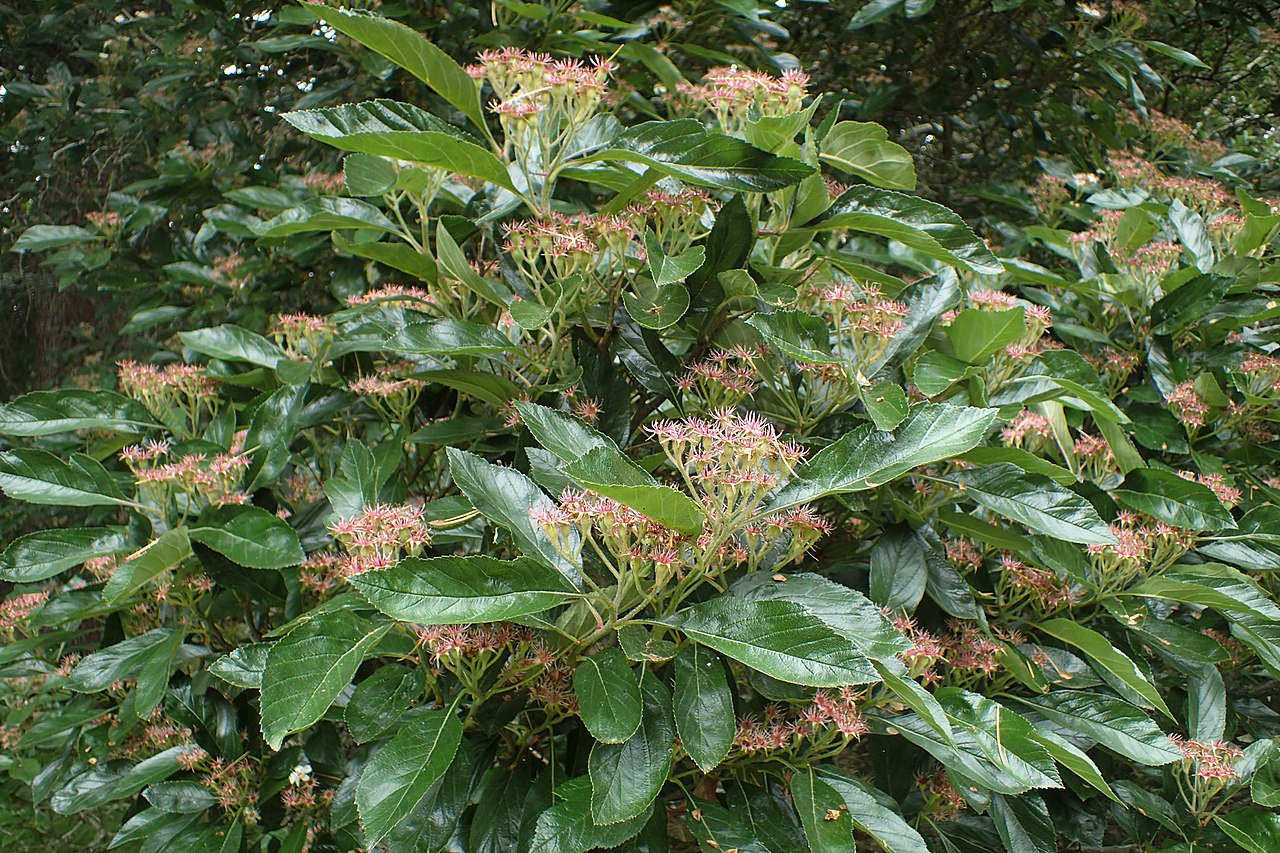 Crataegus × lavalleei