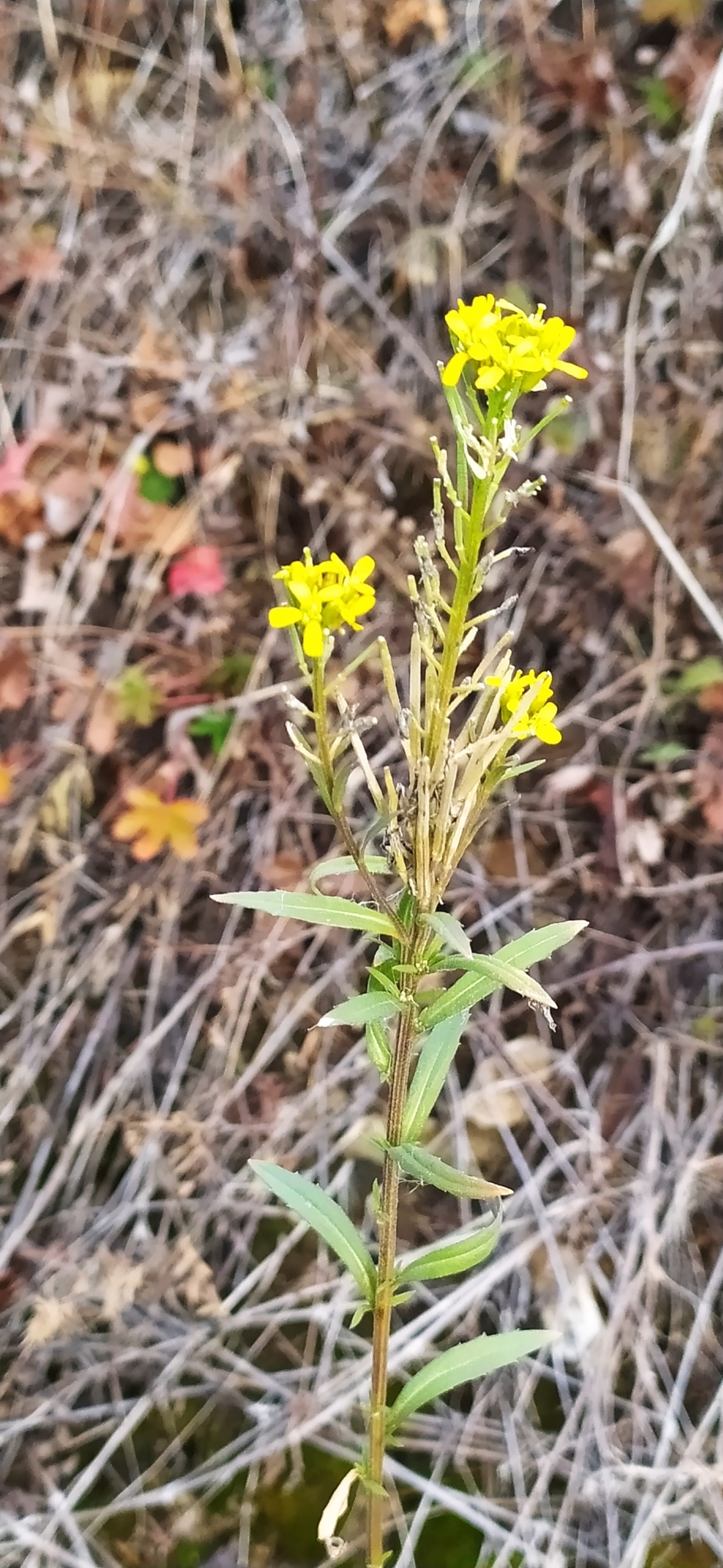 Erysimum marschallianum
