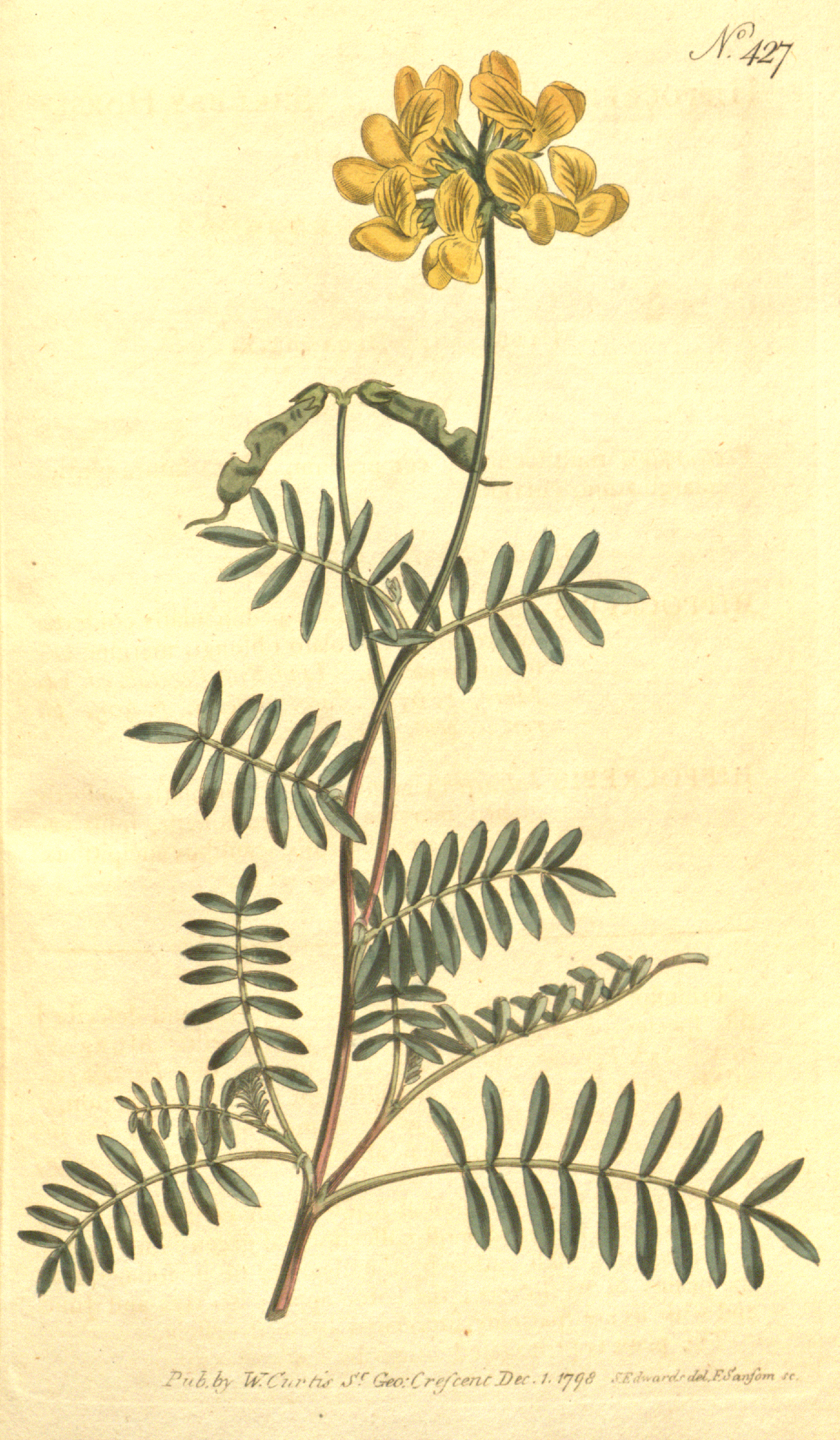 Hippocrepis balearica