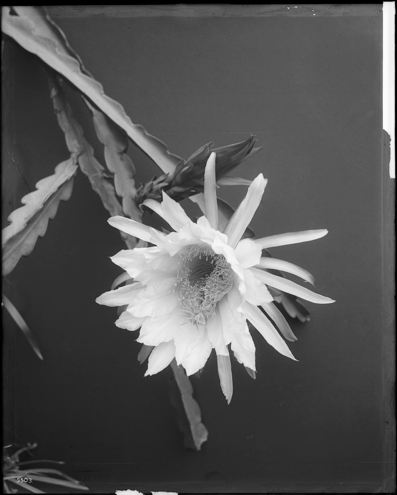 Peniocereus johnstonii