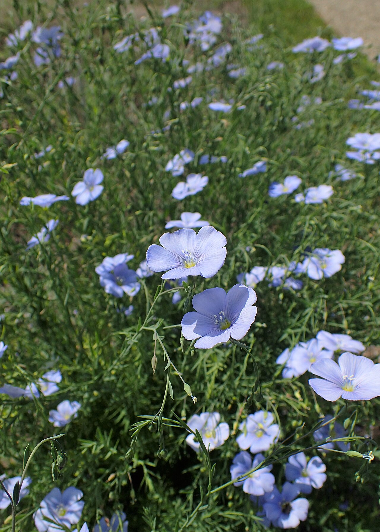 Linum altaicum