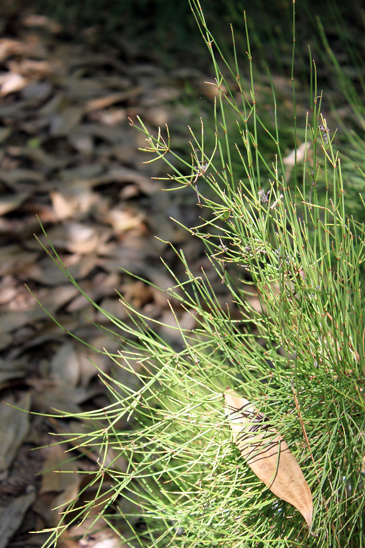 Ephedra nebrodensis