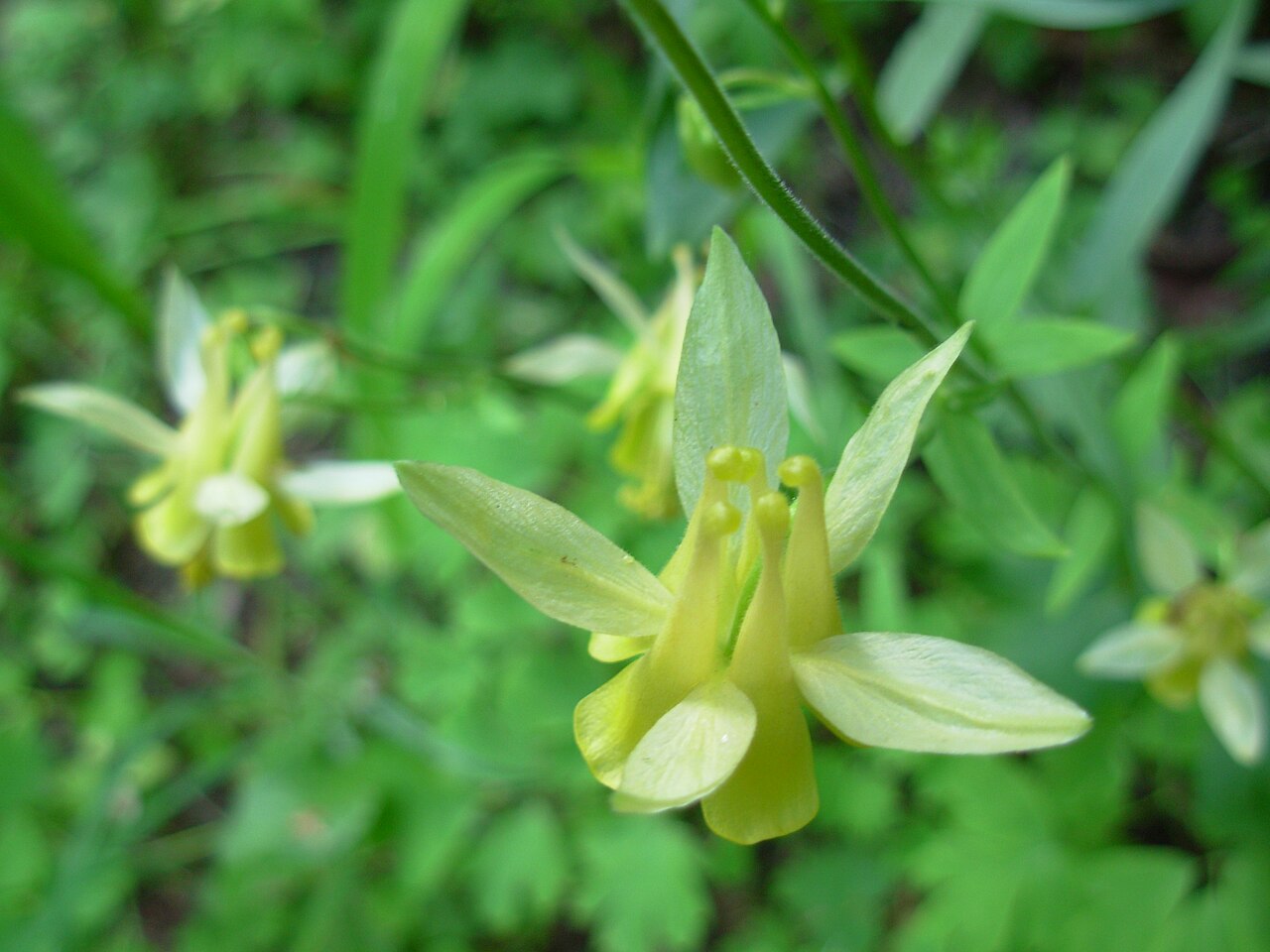 Aquilegia flavescens